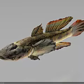 Vibrant Colored Fish With Red Yellow Fins And Spotted Body Swimming In Isolated Dark Background