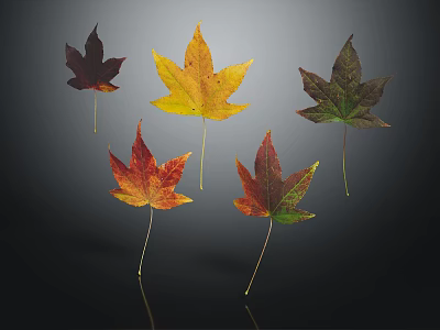 Vibrant Fall Maple Leaves In Various Colors Red Yellow Green With Dark Background And Reflections 3d model