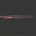 Slender Purple and Red Fish with Elongated Body in Dark Background Appearance