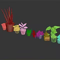 Various Types of Potted Houseplants in Colorful Pots on Black Surface with Gray Background