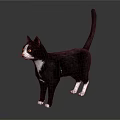 Black and white cat standing on gray surface with visible reflection 3d model