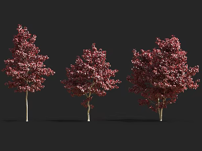 Three Trees With Vibrant Red Leaves Standing Against Black Background 3d model
