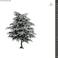 Snow Covered Evergreen Trees Standing On Snowy Ground Under Clear Blue Sky