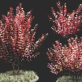 Ornamental Bushes With Red Pink Leaves And Lush Branchy Growth For Garden Decor