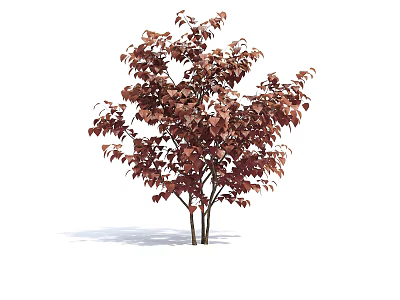 Ornamental Tree with Multiple Slender Trunks and Lush Red Foliage 3d model