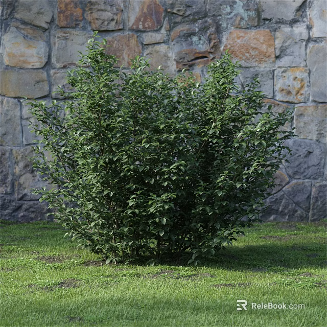 Lush Green Shrub Growing In Front Of Stone Wall On Grass 3d model 