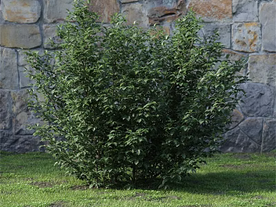 Lush Green Shrub Growing In Front Of Stone Wall On Grass 3d model