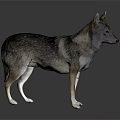 Realistic 3D Model of Wolf Dog Standing on Dark Background With Reflection 3d model