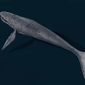 Blue Whale Swimming In Deep Blue Water With Open Mouth Streamlined Body Fins And Tail