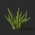 Vibrant Green Succulent Plant With Spiky Textured Leaves And Fresh Natural Look