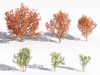 Variety of Ornamental Trees with Orange Red and Green Leaves in Landscaping 3d model