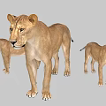 Three Different Sizes of Reptile Models Standing on Gray Background Scene