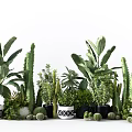 Various Types of Green Potted Plants with Different Planters for Indoor Decoration