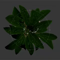 Houseplant With Green Leaves And White Flowers In Gray Pot On Orange Legged Stand