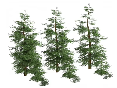 Evergreen Arbor Trees With Green Foliage And Different Sizes 3d model