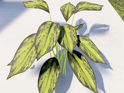 Lush Green and Yellow Variegated Leaves of Indoor Tropical Plant 3d model