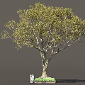 Tall Arbor With Lush Foliage Thick Trunk And Two People Standing Near Green Plants