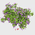 Beautiful Garden Flowers Featuring Yellow Forsythia Winter Jasmine Purple Lilac And Flowering Almond