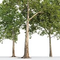 Sycamore Tree 20 3d model