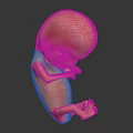 Realistic Human Fetus 3D Model Showing Developing Organs And Fetal Hair Structure