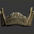 Medical Device Anatomical Mandible Model Used For Medical Training And Education