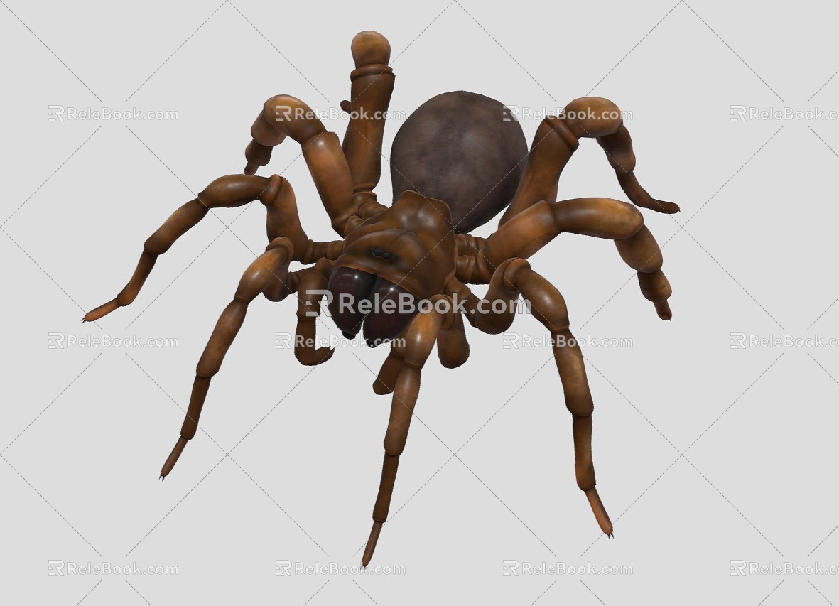 spider insect reptile crawling pet 3d model