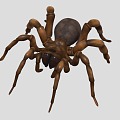 spider insect reptile crawling pet 3d model