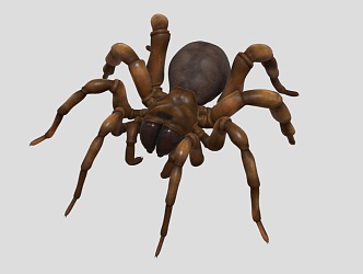 spider insect reptile crawling pet 3d model