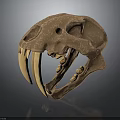 Prehistoric Animal Skull With Long Canine Teeth And Detailed Bone Structure