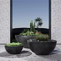 Modern Bonsai Potted Plants In Different Sizes Black Planters With Cactus Palm Greenery