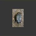 Turtle Cartoon Turtle Snapping Turtle Chickbill Turtle Reptile Cold Blooded Animal Reptile Class 3d model