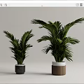 Green Potted Palm Plants With Grey And Wooden Pots For Home Decor