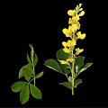 Vibrant Plant Featuring Yellow Flowers Green Leaves And Stems Against Black Background