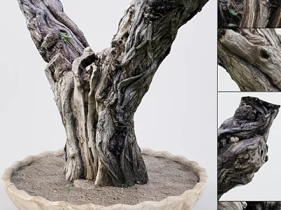 Bonsai Tree With Textured Twisted Trunk In Wavy Edge Pot And Sandy Soil 3d model