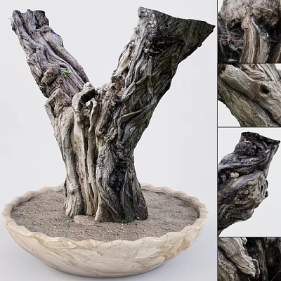Bonsai Tree With Textured Twisted Trunk In Wavy Edge Pot And Sandy Soil 3d model