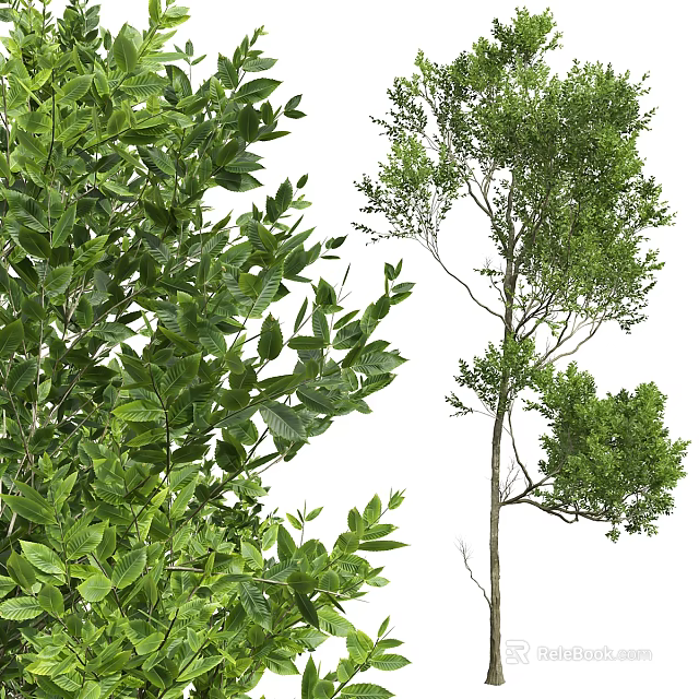 Lush Green Tree With Dense Foliage And Slender Trunk In Natural Scene 3d model 