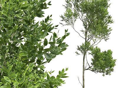 Lush Green Tree With Dense Foliage And Slender Trunk In Natural Scene 3d model