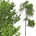 Lush Green Tree With Dense Foliage And Slender Trunk In Natural Scene
