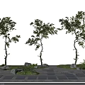 Various Types of Ornamental Arbor Trees with Stone Path Stones and Small Plants