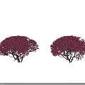 Vibrant Purple Flowering Bushes With Lush Foliage And Rounded Canopy Shape