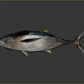 Whole Tuna Fish with Dark Back Light Belly and Yellow Fins on Gray Background