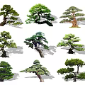 Diverse Arbor Trees With Distinct Shapes Lush Green Foliage And Curved Branches