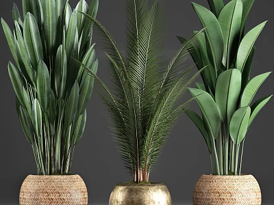 Indoor Potted Plants with Lush Green Leaves in Wicker and Golden Pots 3d model