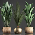 Indoor Potted Plants with Lush Green Leaves in Wicker and Golden Pots