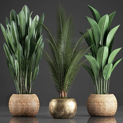 Indoor Potted Plants with Lush Green Leaves in Wicker and Golden Pots 3d model