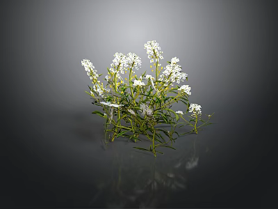 Herb Plant With White Flowers And Green Leaves On Dark Background With Reflection 3d model