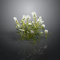 Herb Plant With White Flowers And Green Leaves On Dark Background With Reflection