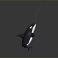 Majestic Orca Aquatic Animal With Black And White Body Swimming In Ocean Water