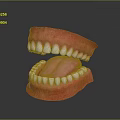 Oral Organs Detailed View Of Open Mouth With White Teeth Pink Tongue And Gums