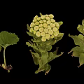 Green Plants With White Flower Clusters And Leafy Stems On Black Background